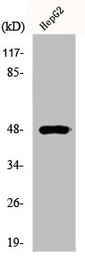 E2F2 Antibody