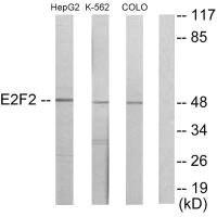 E2F2 antibody