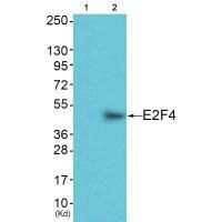 E2F4 antibody