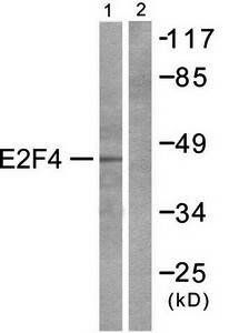E2F4 Antibody