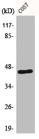 E2F4/E2F5 antibody