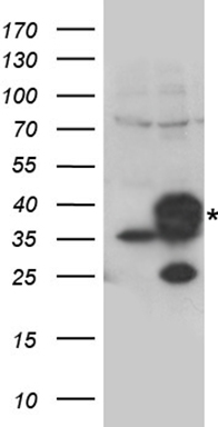 E2F5 antibody