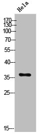 E2F5 antibody