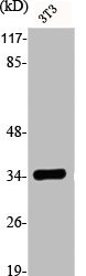 E2F6 antibody