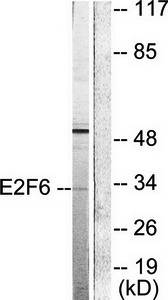 E2F6 Antibody