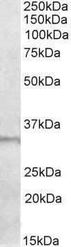 E2F6 antibody