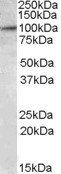 Goat anti-E2F7 Antibody