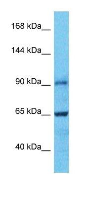 E2F8 antibody