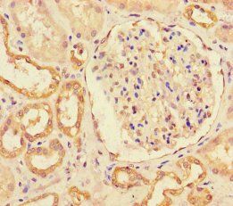 MIB1 Antibody