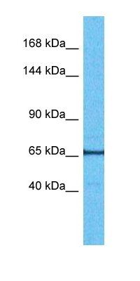 E41L3 antibody