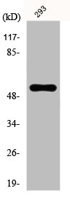NFIL3 Antibody