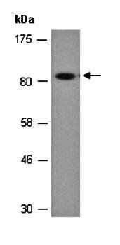 E4F1 (C) Antibody, Rabbit Polyclonal