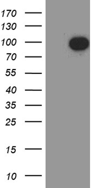 E74 like factor 1 (ELF1) antibody