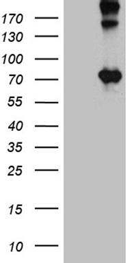 E74 like factor 1 (ELF1) antibody
