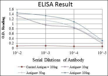 E7 Antibody