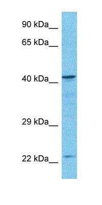 EAF6 antibody