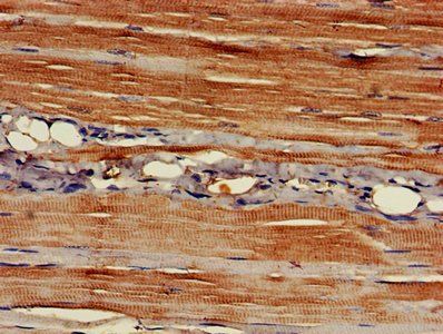 EAPP Antibody