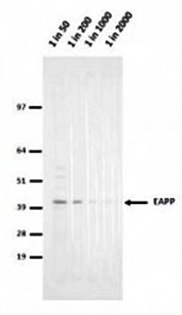 EAPP antibody