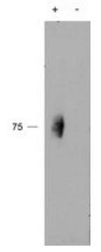 CD244 antibody