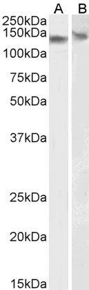 Goat anti-DDB1 Antibody