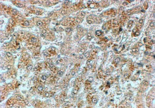 Goat anti-PPP1R15A / GADD34 Antibody