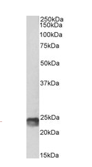 Goat anti-SOCS1, biotinylated Antibody