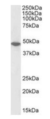 Goat anti-ORC4L, Biotinylated Antibody