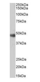 Goat anti-ORC4L Antibody