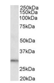 Goat anti-DAPP1 Antibody