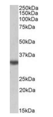 Goat anti-TXNDC1 / TMX, biotinylated Antibody