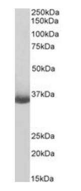 MS4A1 antibody (Biotin)
