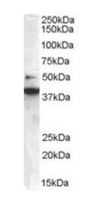 Goat anti-BIF-1 / SH3GLB1 Antibody