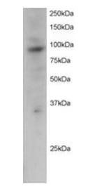Goat anti-PRAM1 Antibody