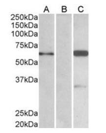 Goat anti-BAIAP2 (isoform 3) Antibody