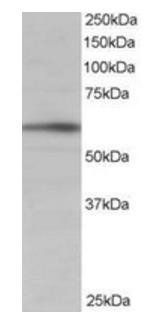 Goat anti-BAIAP2 (isoform 1) Antibody