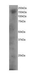 Goat anti-DOCK1 Antibody