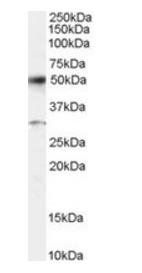 Goat anti-ATF2 Antibody