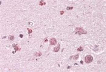Goat anti-CHN2 Antibody