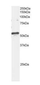 Goat anti-ARFGAP3 Antibody