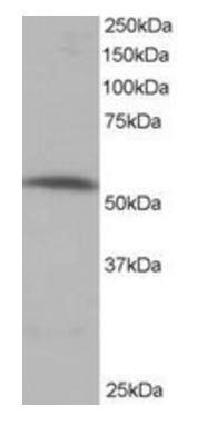 Goat anti-PPP2R5A Antibody