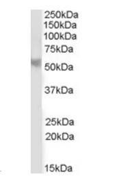 Goat anti-B56 beta isoform Antibody