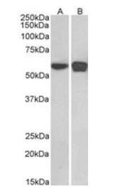 Goat anti-PLRG1 Antibody