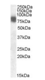 Goat anti-Cortactin / EMS1 Antibody