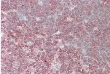Goat anti-CRKL Antibody