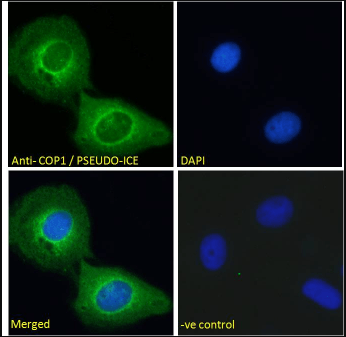 Goat anti-COP1 / PSEUDO-ICE (Isofom 2) Antibody