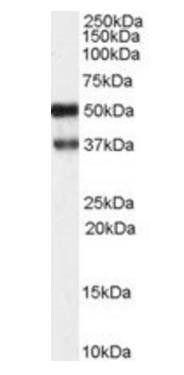 Goat anti-PACSIN1 Antibody