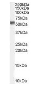 Goat anti-PACSIN3 Antibody