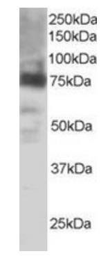 Goat anti-COX2 / PTGS2 Antibody