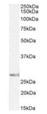 Goat anti-SIAH1, Biotinylated Antibody