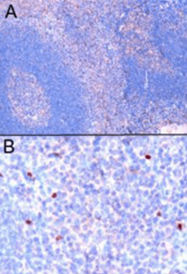 FOXP3 antibody